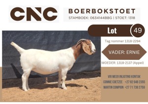 1X BOER GOAT STUD DOE CNC Boerbokstoet