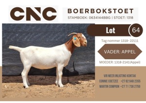 1X BOER GOAT STUD DOE CNC Boerbokstoet