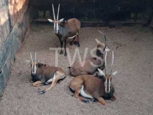 V/F: 3+1 T: 3+1 X Sable Plaas Welgewaagd (Per stuk om lot te neem/Per Piece to take lot)