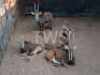 V/F: 3+1 T: 3+1 X Sable Plaas Welgewaagd (Per stuk om lot te neem/Per Piece to take lot)