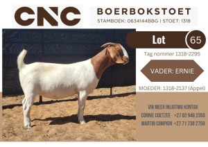 1X BOER GOAT STUD DOE CNC Boerbokstoet