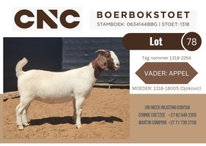 1X BOER GOAT STUD DOE CNC Boerbokstoet