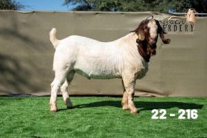 1X BOER GOAT STUD BUCK Booysen Boerdery