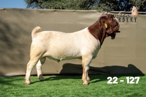 1X BOER GOAT STUD BUCK Booysen Boerdery