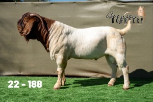 1X BOER GOAT STUD BUCK Booysen Boerdery