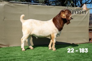 1X BOER GOAT STUD BUCK Booysen Boerdery