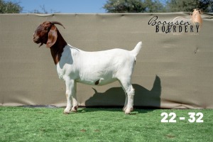 1X BOER GOAT STUD DOE Booysen Boerdery