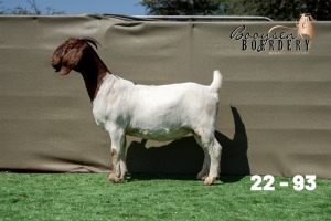 1X BOER GOAT STUD DOE Booysen Boerdery