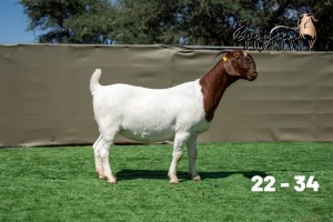 1X BOER GOAT STUD DOE Booysen Boerdery