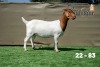 1X BOER GOAT STUD DOE Booysen Boerdery