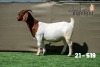 1X BOER GOAT STUD DOE Booysen Boerdery