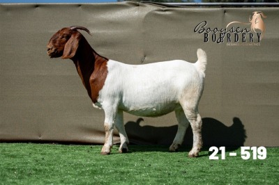 1X BOER GOAT STUD DOE Booysen Boerdery