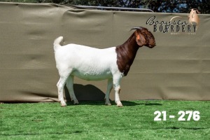 1X BOER GOAT FLOCK DOE Booysen Boerdery