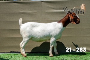 1X BOER GOAT FLOCK ON TEATS DOE Booysen Boerdery