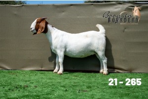 1X BOER GOAT FLOCK ON COLOUR DOE Booysen Boerdery