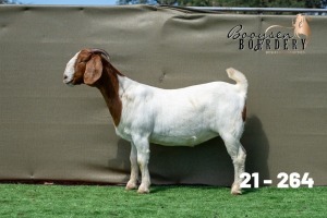 1X BOER GOAT FLOCK ON TEATS DOE Booysen Boerdery