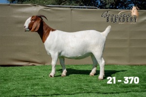 1X BOER GOAT STUD DOE Booysen Boerdery