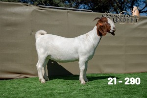 1X BOER GOAT FLOCK ON TEATS DOE Booysen Boerdery