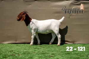 1X BOER GOAT FLOCK ON TEATS DOE Booysen Boerdery