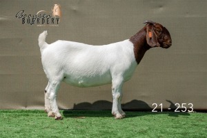 1X BOER GOAT FLOCK ON COLOUR DOE Booysen Boerdery