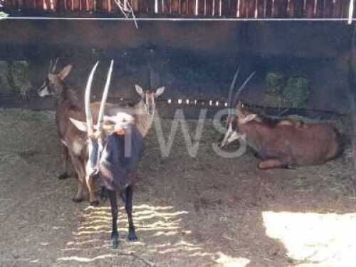 M: V/F: 2+2 T: 2+2 X Sable Plaas Welgewaagd (Per stuk om lot te neem/Per Piece to take lot)
