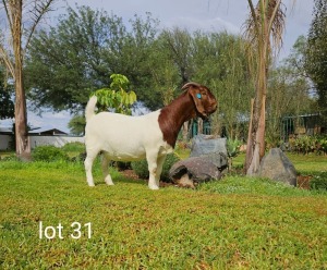 1X BOER GOAT STUD DOE Du Raan Boerbokstoet