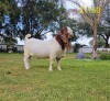 1X BOER GOAT STUD BUCK Du Raan Boerbokstoet