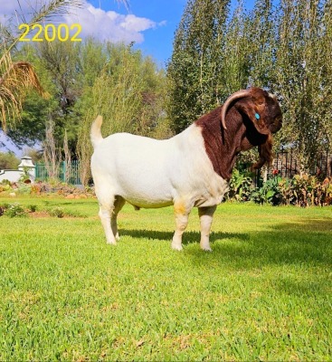 1X BOER GOAT STUD BUCK Du Raan Boerbokstoet