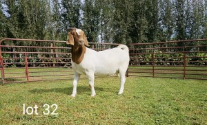 1X BOER GOAT FLOCK DOE Du Raan Boerbokstoet