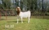 1X BOER GOAT FLOCK DOE Du Raan Boerbokstoet