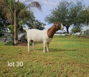 1X BOER GOAT STUD DOE Du Raan Boerbokstoet