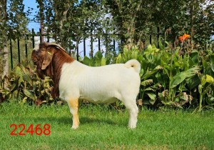 1X BOER GOAT FLOCK BUCK Du Raan Boerbokstoet