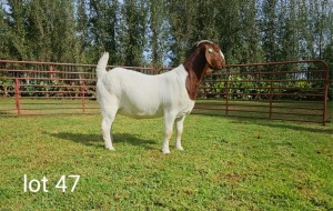 1X BOER GOAT FLOCK DOE Du Raan Boerbokstoet