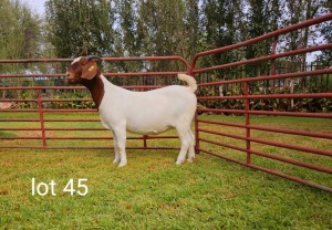 1X BOER GOAT FLOCK DOE Du Raan Boerbokstoet