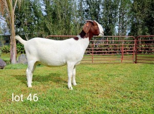 1X BOER GOAT FLOCK DOE Du Raan Boerbokstoet