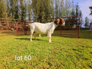 1X BOER GOAT FLOCK DOE Du Raan Boerbokstoet