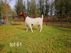 1X BOER GOAT FLOCK DOE Du Raan Boerbokstoet