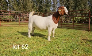 1X BOER GOAT FLOCK DOE Du Raan Boerbokstoet