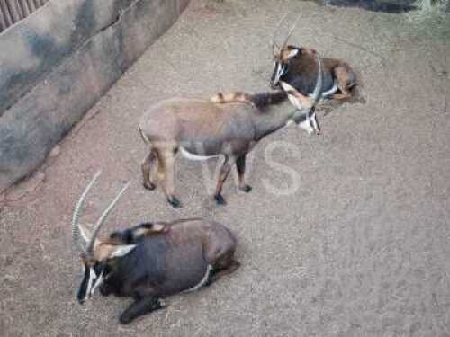 M: 3 T: 3 X Sable Plaas Welgewaagd (Per stuk om lot te neem/Per Piece to take lot)