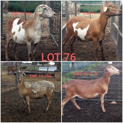 LOT 76 4X MEATMASTER OOI/EWE FONTEINE MEATMASTERS(PER STUK OM LOT TE NEEM/PER PIECE TO TAKE THE LOT)