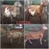 LOT 76 4X MEATMASTER OOI/EWE FONTEINE MEATMASTERS(PER STUK OM LOT TE NEEM/PER PIECE TO TAKE THE LOT)