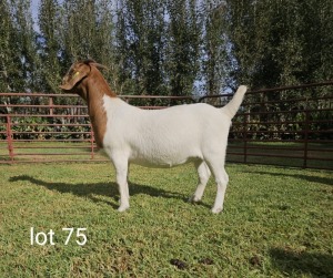 1X BOER GOAT FLOCK DOE Du Raan Boerbokstoet