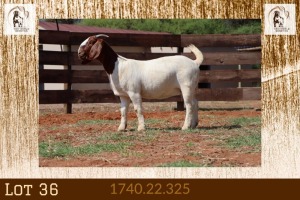 1X BOER GOAT FLOCK ON TEATS DOE Milamiek Boerbokstoet