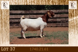 1X BOER GOAT FLOCK ON TEATS DOE Milamiek Boerbokstoet