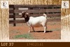 1X BOER GOAT FLOCK ON TEATS DOE Milamiek Boerbokstoet - 2