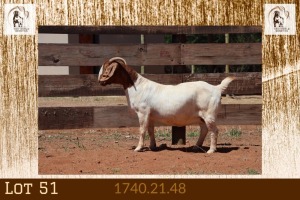 1X BOER GOAT FLOCK ON COLOUR DOE Milamiek Boerbokstoet