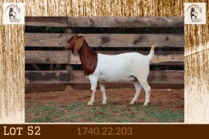 1X BOER GOAT STUD DOE Milamiek Boerbokstoet