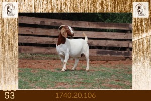 1X BOER GOAT STUD DOE Milamiek Boerbokstoet