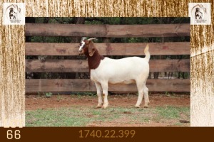 1X BOER GOAT FLOCK ON TEATS DOE Milamiek Boerbokstoet