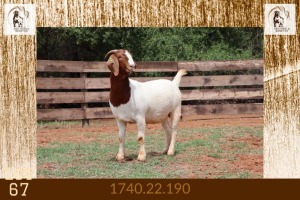 1X BOER GOAT STUD DOE Milamiek Boerbokstoet